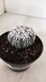 ASTROPHYTUM ASTERIAS SUPER KABUTO "PURPLE" Nº 852 – vaso 11 - Imagem 6