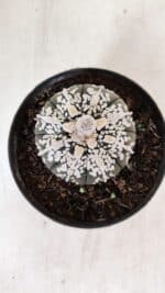 ASTROPHYTUM ASTERIAS SUPER KABUTO "PURPLE" Nº 852 – vaso 11 - Imagem 3