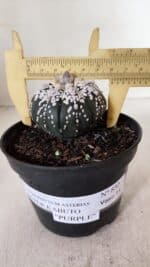 ASTROPHYTUM ASTERIAS SUPER KABUTO "PURPLE" Nº 852 – vaso 11 - Imagem 4