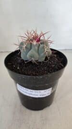 THELOCACTUS Hexaedrophorus Nº 84 – VASO 15 - Imagem 2