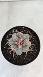 THELOCACTUS Hexaedrophorus Nº 84 – VASO 15 - Imagem 3