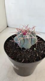 THELOCACTUS Hexaedrophorus Nº 84 – VASO 15 - Imagem 8