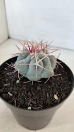 THELOCACTUS Hexaedrophorus Nº 84 – VASO 15 - Imagem 7