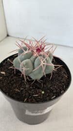 THELOCACTUS Hexaedrophorus Nº 84 – VASO 15 - Imagem 6