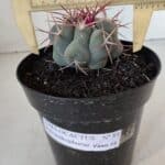 THELOCACTUS Hexaedrophorus Nº 84 – VASO 15