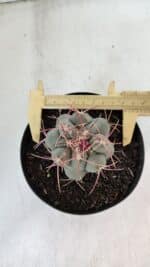 THELOCACTUS Hexaedrophorus Nº 84 – VASO 15 - Imagem 5