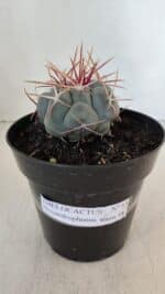 THELOCACTUS Hexaedrophorus Nº 85 – VASO 15 - Imagem 2