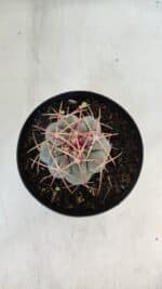 THELOCACTUS Hexaedrophorus Nº 85 – VASO 15 - Imagem 3