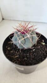 THELOCACTUS Hexaedrophorus Nº 85 – VASO 15 - Imagem 8