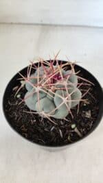 THELOCACTUS Hexaedrophorus Nº 85 – VASO 15 - Imagem 6