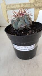 THELOCACTUS Hexaedrophorus Nº 85 – VASO 15 - Imagem 4