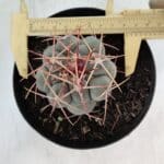 THELOCACTUS Hexaedrophorus Nº 85 – VASO 15