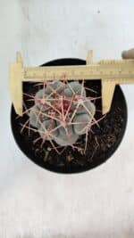 THELOCACTUS Hexaedrophorus Nº 85 – VASO 15