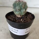THELOCACTUS Hexaedrophorus Nº 90 – VASO 09