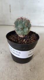 THELOCACTUS Hexaedrophorus Nº 90 – VASO 09