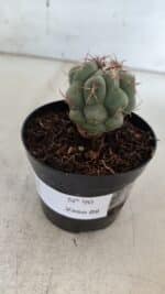 THELOCACTUS Hexaedrophorus Nº 90 – VASO 09 - Imagem 7