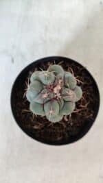 THELOCACTUS Hexaedrophorus Nº 90 – VASO 09 - Imagem 3