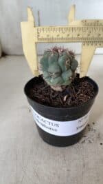 THELOCACTUS Hexaedrophorus Nº 90 – VASO 09 - Imagem 4