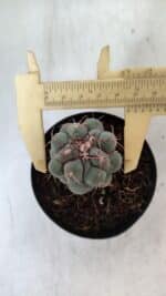 THELOCACTUS Hexaedrophorus Nº 90 – VASO 09 - Imagem 5