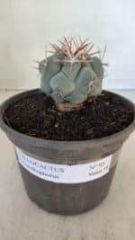 THELOCACTUS Hexaedrophorus Nº 95 – VASO 15 - Imagem 11