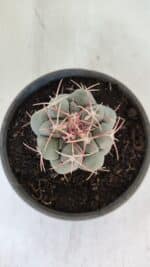 THELOCACTUS Hexaedrophorus Nº 95 – VASO 15 - Imagem 3