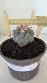THELOCACTUS Hexaedrophorus Nº 95 – VASO 15 - Imagem 4