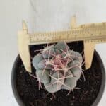 THELOCACTUS Hexaedrophorus Nº 95 – VASO 15