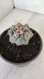 THELOCACTUS Hexaedrophorus Nº 95 – VASO 15 - Imagem 9