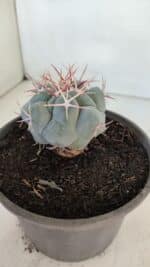 THELOCACTUS Hexaedrophorus Nº 95 – VASO 15 - Imagem 7