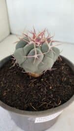 THELOCACTUS Hexaedrophorus Nº 95 – VASO 15 - Imagem 6