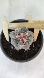 THELOCACTUS Hexaedrophorus Nº 95 – VASO 15 - Imagem 5