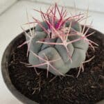 THELOCACTUS Hexaedrophorus Nº 96 – VASO 15
