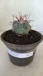 MATRIZ THELOCACTUS Hexaedrophorus Nº 97 – VASO 15 - Imagem 2