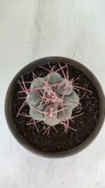 MATRIZ THELOCACTUS Hexaedrophorus Nº 97 – VASO 15 - Imagem 3