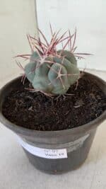 MATRIZ THELOCACTUS Hexaedrophorus Nº 97 – VASO 15 - Imagem 9