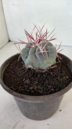 MATRIZ THELOCACTUS Hexaedrophorus Nº 97 – VASO 15 - Imagem 8