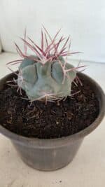 MATRIZ THELOCACTUS Hexaedrophorus Nº 97 – VASO 15 - Imagem 7