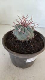 MATRIZ THELOCACTUS Hexaedrophorus Nº 97 – VASO 15 - Imagem 6