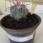 MATRIZ THELOCACTUS Hexaedrophorus Nº 97 – VASO 15