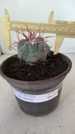 MATRIZ THELOCACTUS Hexaedrophorus Nº 97 – VASO 15