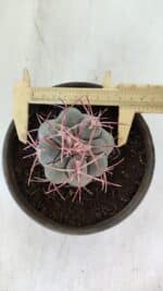 MATRIZ THELOCACTUS Hexaedrophorus Nº 97 – VASO 15 - Imagem 5