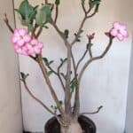 Planta ARABICUM 139 – 40cm – 04 anos