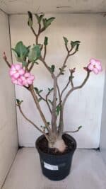 Planta ARABICUM 139 – 40cm – 04 anos