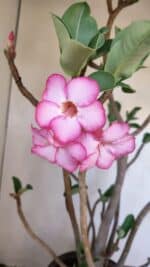 Planta ARABICUM 139 – 40cm – 04 anos - Imagem 3