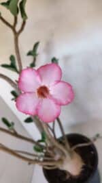 Planta ARABICUM 139 – 40cm – 04 anos - Imagem 4