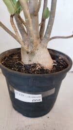 Planta ARABICUM 139 – 40cm – 04 anos - Imagem 6