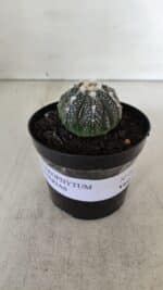 ASTROPHYTUM ASTERIAS Nº 893 – vaso 09 - Imagem 2