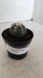 ASTROPHYTUM ASTERIAS Nº 893 – vaso 09 - Imagem 9