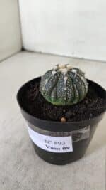 ASTROPHYTUM ASTERIAS Nº 893 – vaso 09 - Imagem 8