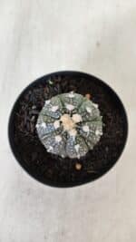 ASTROPHYTUM ASTERIAS Nº 893 – vaso 09 - Imagem 3